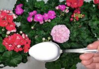 Ģerānijas kopšana rudenī: pareiza mēslošana vēl bagātīgākai ziedēšanai ziemā