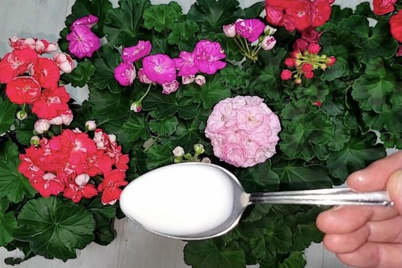 Ģerānijas kopšana rudenī: pareiza mēslošana vēl bagātīgākai ziedēšanai ziemā