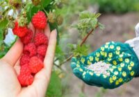 Aveņu sagatavošana ziemai — kā pabarot krūmus, lai tie labi pārziemotu un nākamgad dotu vēl bagātīgāku ražu