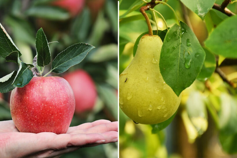Ar ko mēslot ābeles un bumbieres novembra izskaņā, lai tās labi pārziemotu un nākamgad dotu vēl bagātīgāku ražu