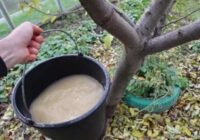 Novembrī apstrādāju dārzu ar šo līdzekli: nākamgad manas ābeles, plūmes un ķirši ir tīri, bez kraupja un citām augu kaitēm