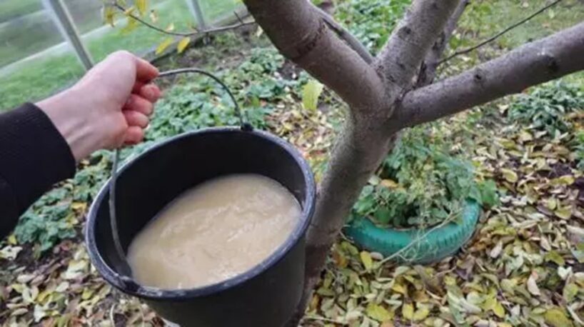 Novembrī apstrādāju dārzu ar šo līdzekli: nākamgad manas ābeles, plūmes un ķirši ir tīri, bez kraupja un citām augu kaitēm