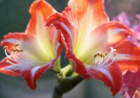 Novembris ir pēdējais brīdis, lai “modinātu” Amarilli: pieredzējušu dārznieki padomi, kā to, lai tas kuplotu ziedu mākoņos