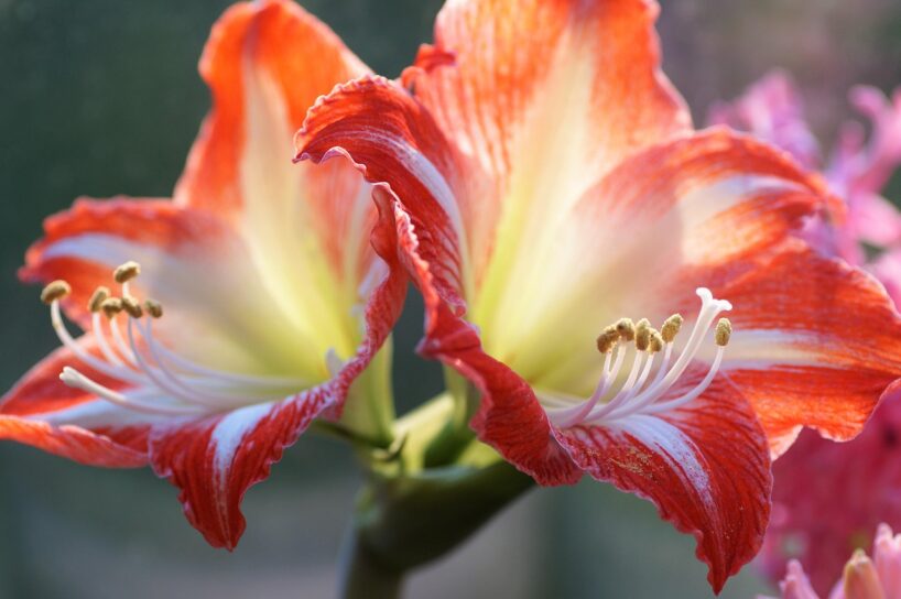 Novembris ir pēdējais brīdis, lai “modinātu” Amarilli: pieredzējušu dārznieki padomi, kā to, lai tas kuplotu ziedu mākoņos