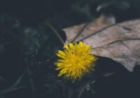 Sinoptiķi brīdina: 13. novembrī sāksies nedēļa, kas var samulsināt pat rūdītākos