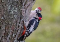 Deviņas putnu sugas, kuras tu noteikti nevēlies redzēt savā pagalmā: vairāk sliktuma nekā labuma Deviņas putnu sugas, kuras tu noteikti nevēlies redzēt savā pagalmā: vairāk sliktuma nekā labuma