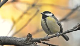 Sinoptiķi nāk klajā ar jaunākajām prognozēm: no 1. decembra Latvijā laika apstākļi piedzīvos iespaidīgas izmaiņas Sinoptiķi nāk klajā ar jaunākajām prognozēm: no 1. decembra Latvijā laika apstākļi piedzīvos iespaidīgas izmaiņas