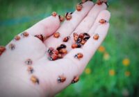 Bizbizmārīte nav nemaz tik nevainīga: ko tā atstāj uz jūsu ādas, ja to bieži ņem rokās Bizbizmārīte nav nemaz tik nevainīga: ko tā atstāj uz jūsu ādas, ja to bieži ņem rokās