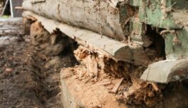 Kāpēc patiesībā senās guļbūves stāv 200 gadus, bet jaunās sapūst jau pēc 20 gadiem Kāpēc patiesībā senās guļbūves stāv 200 gadus, bet jaunās sapūst jau pēc 20 gadiem