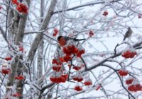 Dekoratīvais krūms, kas visu ziemu var nodrošināt mājvietu un barot putnus jūsu pagalmā Dekoratīvais krūms, kas visu ziemu var nodrošināt mājvietu un barot putnus jūsu pagalmā