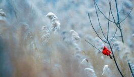 Sinoptiķi brīdina par bīstamiem laika apstākļiem sākot no 28. novembra: nosauc rajonus, kur jābūt visvairāk uzmanīgiem