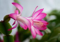 Bagātīgas Ziemassvētku kaktusa ziedēšanas noslēpums: eksperti skaidro, kā un kad to pareizi laistīt