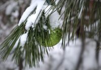 Dabas vērotāji nevar vienoties vai ziema būs barga vai tomēr kā pavasaris: meteorologs atklāj kas būs Dabas vērotāji nevar vienoties vai ziema būs barga vai tomēr kā pavasaris: meteorologs atklāj kas būs
