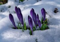 Latvijas klimata daļas vadītājs publicējis pirmo tiešo prognozi par to kāda mūs sagaida ziema: ”Viegli nebūs”