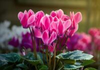 Viena ēdamkarote podiņā liks vijolītēm ziedēt no jauna: tas ir brīnišķīgs mēslojums no omes “dārza klades”