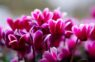 Skaista, bet mazliet cimperlīga: pieredzējusi dārzniece skaidro, kā kopt “ziemas puķi” ciklamenu, lai tā ziedētu kupli un krāšņi