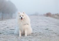 Kāpēc šajā dienā jānoglauda balts suns: bet ko nedrīkst darīt 6. novembrī, lai nepiesauktu neveiksmes