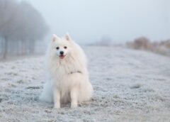 Kāpēc šajā dienā jānoglauda balts suns: bet ko nedrīkst darīt 6. novembrī, lai nepiesauktu neveiksmes