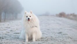 Kāpēc šajā dienā jānoglauda balts suns: bet ko nedrīkst darīt 6. novembrī, lai nepiesauktu neveiksmes Kāpēc šajā dienā jānoglauda balts suns: bet ko nedrīkst darīt 6. novembrī, lai nepiesauktu neveiksmes
