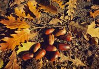 Ozola lapas – zelts zem kājām un vērtīgs dārza palīgs visas sezonas garumā Ozola lapas – zelts zem kājām un vērtīgs dārza palīgs visas sezonas garumā