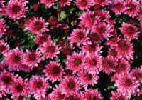 Negaidiet: iestādiet šīs ziedošās zemcietes jau novembrī, lai vasarā tās jūs priecētu Negaidiet: iestādiet šīs ziedošās zemcietes jau novembrī, lai vasarā tās jūs priecētu