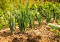 Ko nekad nevajadzētu stādīt pēc sīpoliem — liela daļa dārzkopju pieļauj vienu un to pašu kļūdu