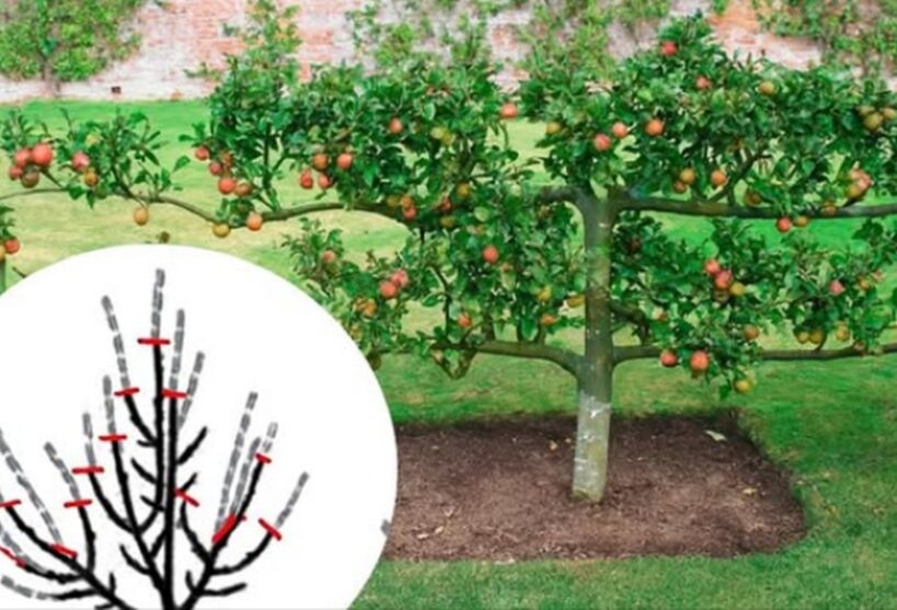 Ābolkoks nesīs daudz vairāk: kā pareizi apgriezt ābeli, lai tā augtu tikai platumā, nevis augstumā