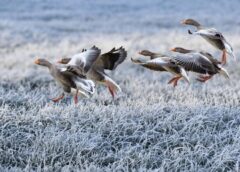 Izmaiņas iestāsies drīz: meteorologs Toms Bricis paziņo, kad ievērojami pazemināsies gaisa temperatūra