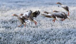 Izmaiņas iestāsies drīz: meteorologs Toms Bricis paziņo, kad ievērojami pazemināsies gaisa temperatūra Izmaiņas iestāsies drīz: meteorologs Toms Bricis paziņo, kad ievērojami pazemināsies gaisa temperatūra