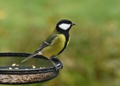 Putnus var pabarot, nepievilinot žurkas, ja dārzā novieto vienu pavisam parastu, bet bieži aizmirstu garšvielu