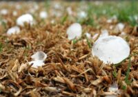 Ziemas prognoze: ļoti silts sākums decembrī, spēcīgākās salnas 2026. gada februārī un pat vētras Ziemas prognoze: ļoti silts sākums decembrī, spēcīgākās salnas 2026. gada februārī un pat vētras