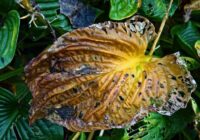 Sagatavojiet savas hostas ziemai ar vienu vienkāršu augsnes papildinājumu