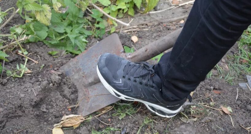 Lauksaimnieks no Līvānu novada man atklāja, kāpēc ierakt jēlas olas dārzeņu dobēs