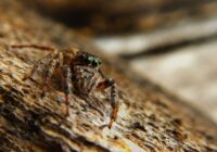 Zirnekļi turēsies pa gabalu, ja izmantosi vienu pavisam vienkāršu lietu, kas piešķir mājai Ziemassvētku aromātu