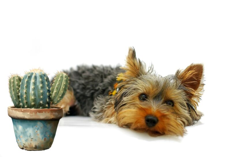 Paņēmām kucēnu no Valmieras – viņš sāka sargāt mūsu istabas augu, bet kad atklājām kas tur iekšā gribējām bēgt