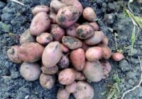 Kā es uzglabāju kartupeļus dzīvoklī pat aprīlī, kā no pagraba: tie nesadīgst, nepūst, un neviena bojāta kartupeļa