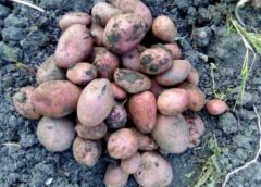 Kā es uzglabāju kartupeļus dzīvoklī pat aprīlī, kā no pagraba: tie nesadīgst, nepūst, un neviena bojāta kartupeļa