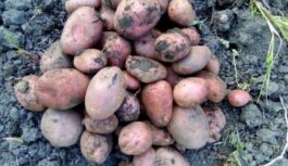 Kā es uzglabāju kartupeļus dzīvoklī pat aprīlī, kā no pagraba: tie nesadīgst, nepūst, un neviena bojāta kartupeļa Kā es uzglabāju kartupeļus dzīvoklī pat aprīlī, kā no pagraba: tie nesadīgst, nepūst, un neviena bojāta kartupeļa