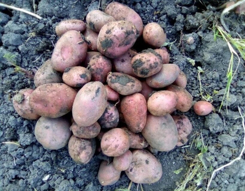 Kā es uzglabāju kartupeļus dzīvoklī pat aprīlī, kā no pagraba: tie nesadīgst, nepūst, un neviena bojāta kartupeļa