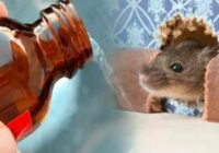 No pelēm pat pēdas pazudīs: ģeniāls padoms, kas palīdz atbaidīt grauzējus uz ilgu laiku, nelietojot indi No pelēm pat pēdas pazudīs: ģeniāls padoms, kas palīdz atbaidīt grauzējus uz ilgu laiku, nelietojot indi