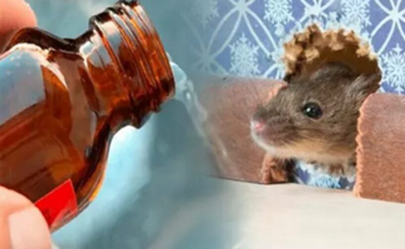 No pelēm pat pēdas pazudīs: ģeniāls padoms, kas palīdz atbaidīt grauzējus uz ilgu laiku, nelietojot indi