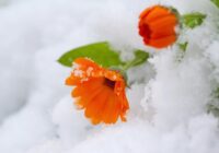 Novembrī gaidāms janvāra sals: meteorologs brīdināja iedzīvotājus par strauju aukstuma vilni