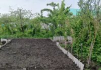 Šo mēslojumu var kaisīt pat uz sniega: kādus augu piebarošanas līdzekļus lietot rudenī