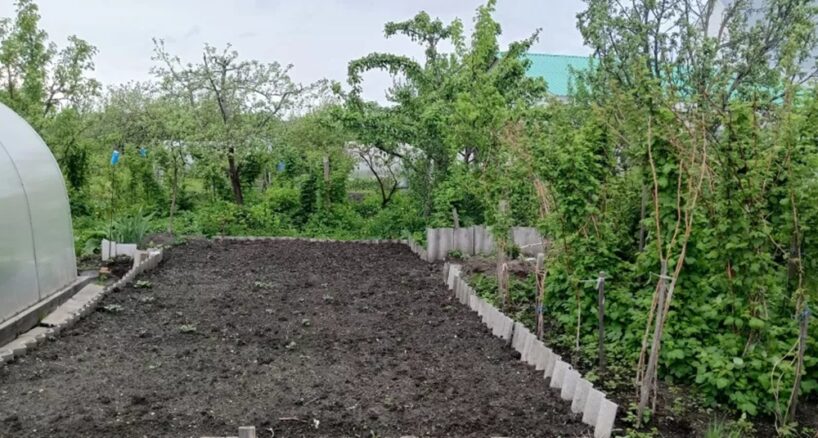 Šo mēslojumu var kaisīt pat uz sniega: kādus augu piebarošanas līdzekļus lietot rudenī