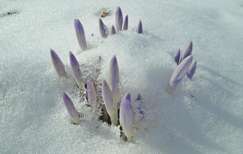 Stādiet šo ziedu jau tagad – novembrī, lai ziemā tie ziedētu skaisti violetos toņos un priecētu jūsu acis