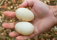 Pārdevēja Jolanta man atklāja kāpēc veikalos netirgo pīļu olas: ”To nemaz nedrīkst” Pārdevēja Jolanta man atklāja kāpēc veikalos netirgo pīļu olas: ”To nemaz nedrīkst”