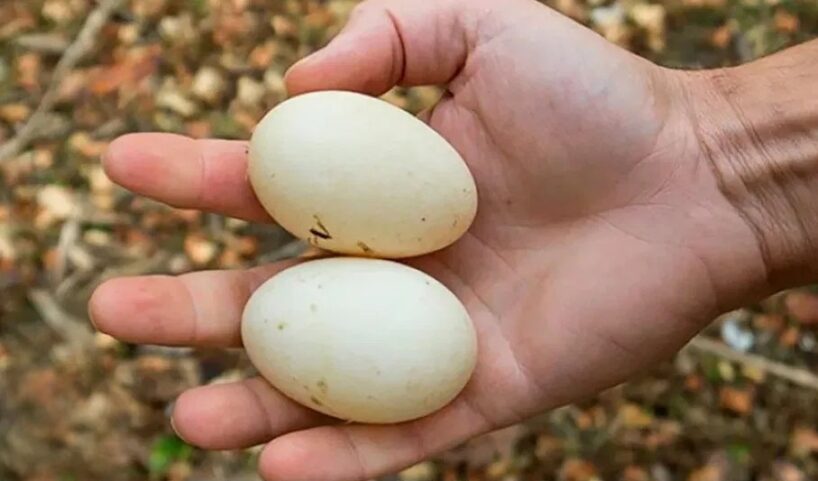 Pārdevēja Jolanta man atklāja kāpēc veikalos netirgo pīļu olas: ”To nemaz nedrīkst”