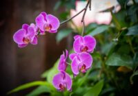 Orhideja noziedēja un vairs neuzzied: pieredzējusi floriste pastāsta tipiskāko kopšanas kļūdu, kāpēc tā notiek Orhideja noziedēja un vairs neuzzied: pieredzējusi floriste pastāsta tipiskāko kopšanas kļūdu, kāpēc tā notiek