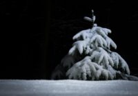 Ziemassvētku prognoze ir pieejama: vai būs sniegs un kāda ziema tiek prognozēta, skaidro sinoptiķis