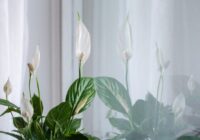 Miera lilijas atkal uzziedēs, ja augsnei pievienosi vienu parastu sastāvdaļu, kas veicina bagātīgu ziedēšanu Miera lilijas atkal uzziedēs, ja augsnei pievienosi vienu parastu sastāvdaļu, kas veicina bagātīgu ziedēšanu